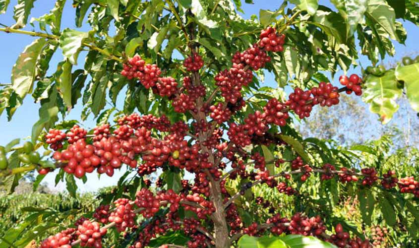 Café de Rondônia terá certificado de origem geográfica