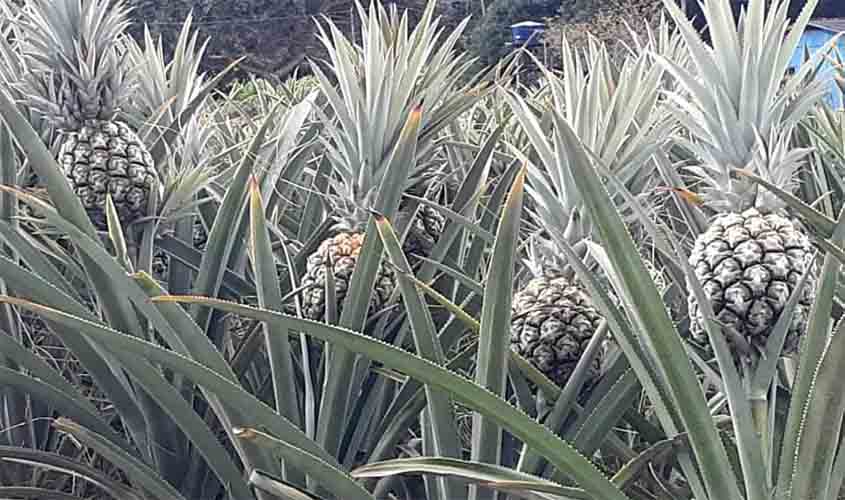 Semagri traça meta para o plantio de 1 milhão de mudas de abacaxis