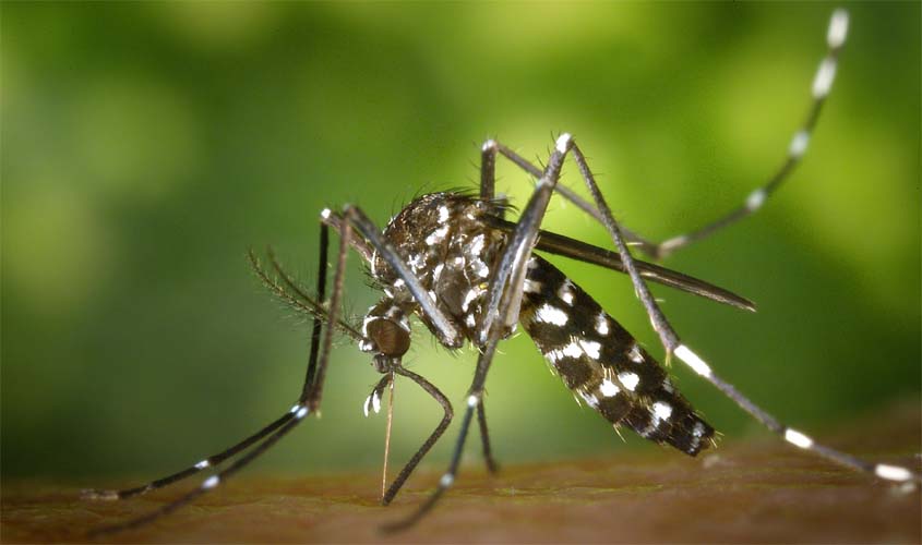 Médico alerta sobre os sintomas e cuidados com a dengue