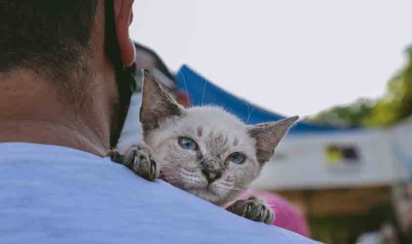 Programa realizará castrações gratuitas de cães e gatos em Porto Velho