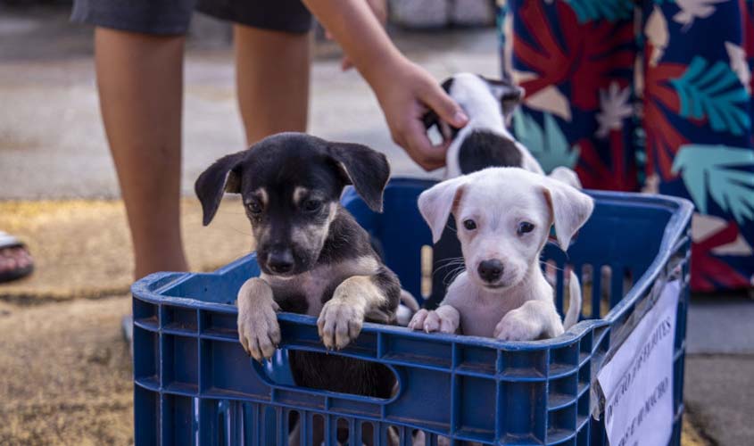 5ª Feira de Adoção de Cães e Gatos destinou animais abandonados a novos lares