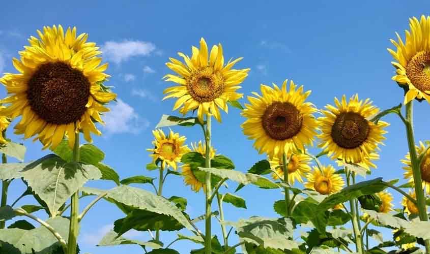 Campo de girassóis é destaque entre as atrações da Rondônia Rural Show