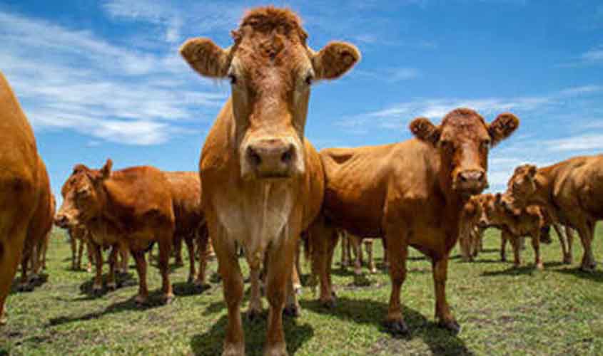 Arroba do boi gordo cai 0,14%, negociada a R$ 315,75