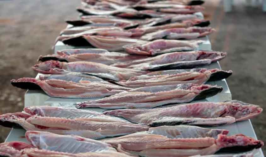 Em 5 meses, exportação do tambaqui de Rondônia já supera 2024