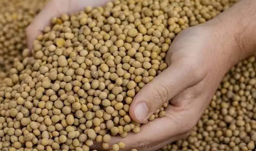 Soja e trigo: confira as cotações desta segunda