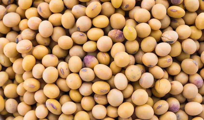 Soja e trigo: confira as projeções de preço para quarta-feira (27)