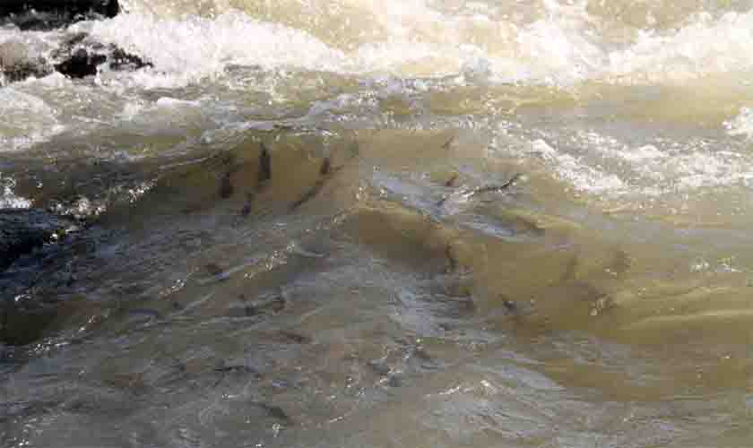 Sistema de Transposição de Peixes garante a migração de espécies no rio Madeira