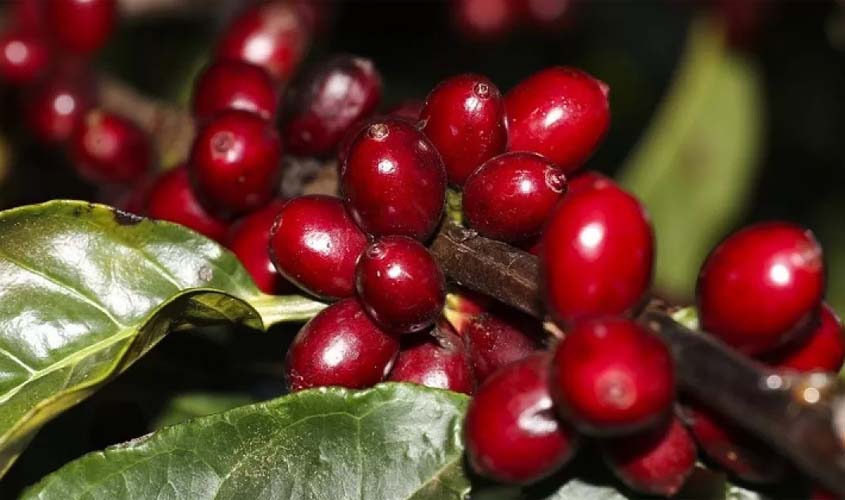 Conab prevê produção recorde de café de 3 milhões de sacas na safra de 2023