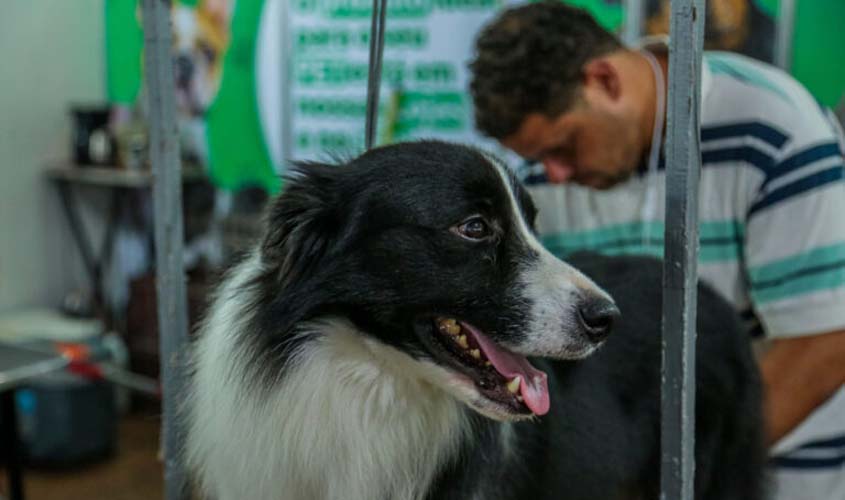 'Dia ‘D’ da Vacinação Contra Raiva de Cães e Gatos' em Porto Velho acontece neste sábado, 30