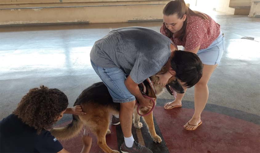 Semusa imuniza cerca de 8,5 mil cães e gatos na vacinação antirrábica