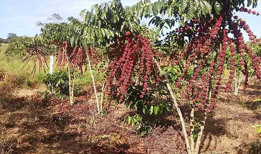 Trabalho de combate ao nematoide das galhas garante proteção das lavouras de café de Rondônia