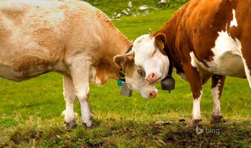 Empreendedor contrata audição de música clássica para suas vacas felizes