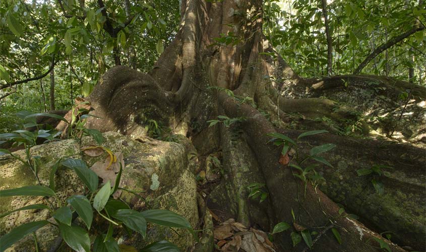 Parque do Pau Brasil licita serviços de apoio a visitantes