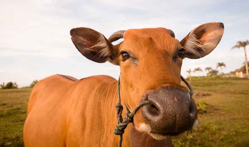 Boi gordo registra alta no preço, nesta quinta-feira (28)