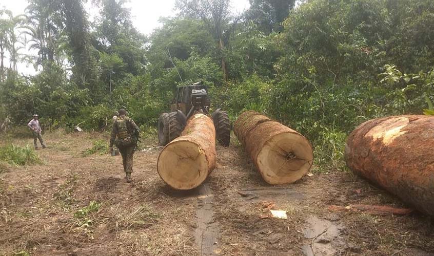 Operação identifica roubo de madeira na Flona Jacundá