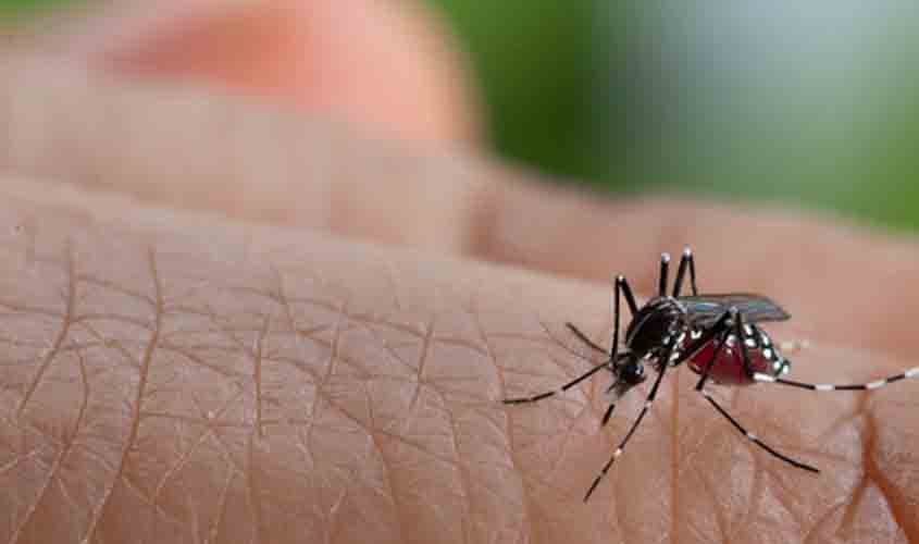 Especialistas recomendam medidas para evitar a proliferação do mosquito Aedes Aegypti