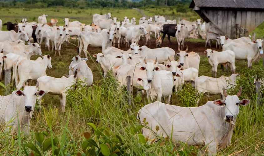 Índices aplicados ao agronegócio fecham 2023 em crescimento no estado de Rondônia