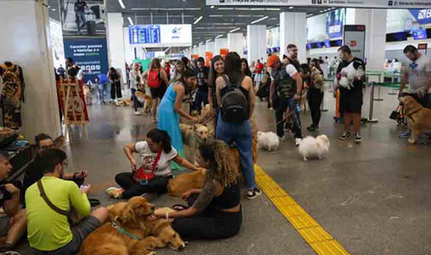 Pets: guia orienta tutores para viagem aérea com segurança e conforto