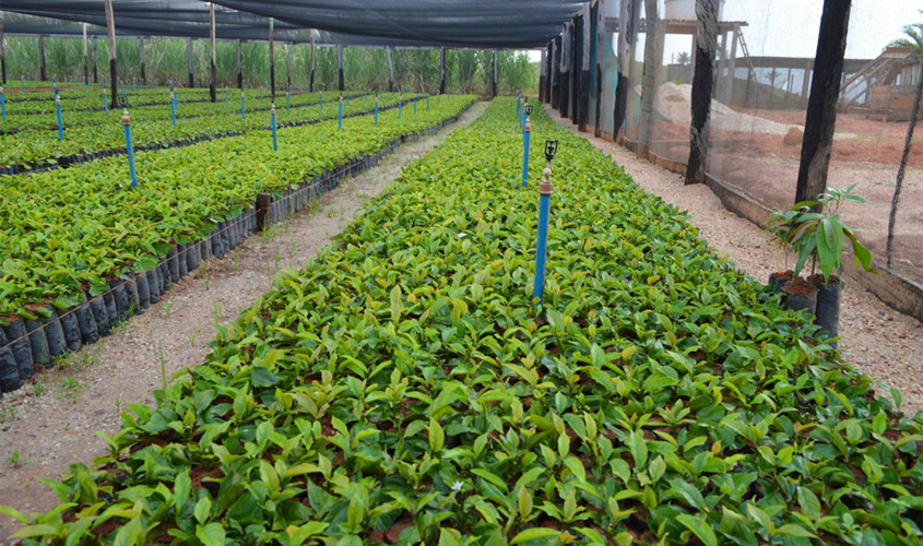 Produtores rurais de Vilhena recebem mudas de café clonal