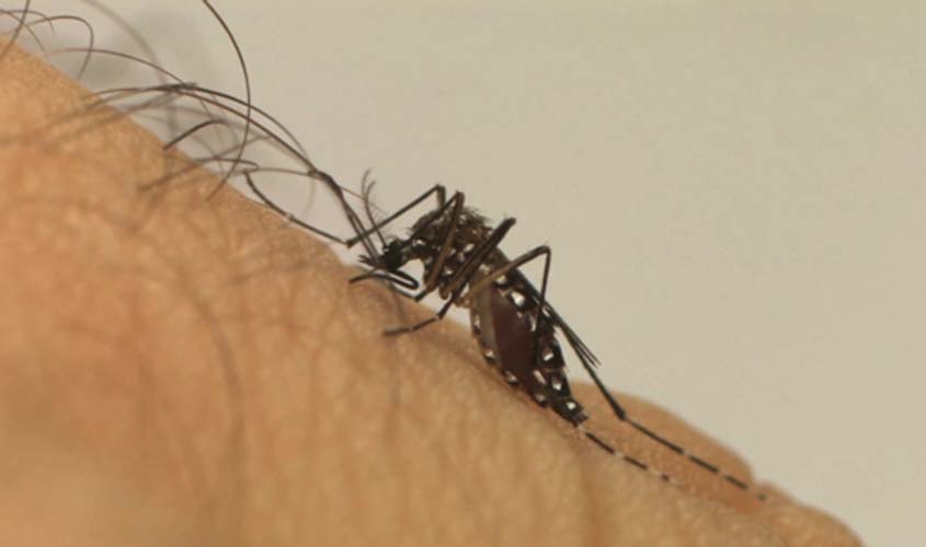 Dengue: saiba como identificar os sintomas e prevenir a doença