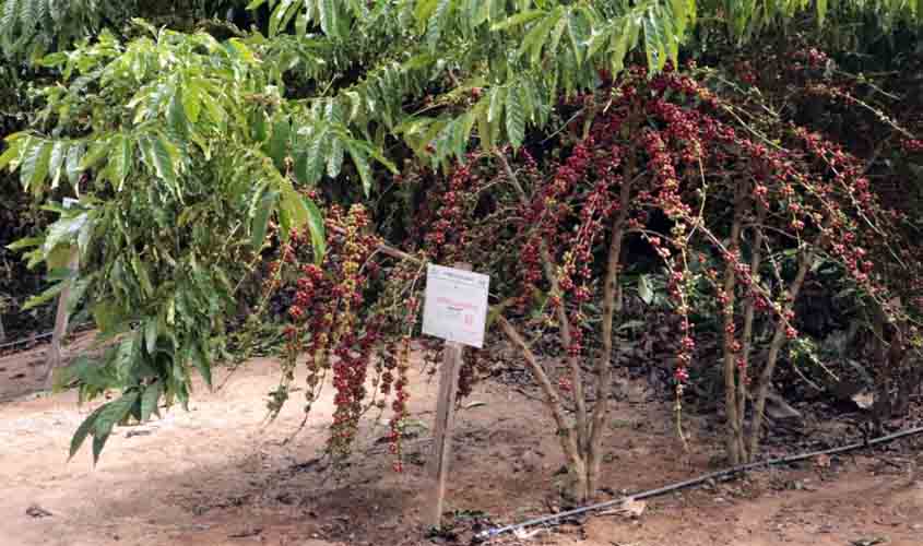 Tecnologia no cultivo do café clonal como potencial ao desenvolvimento rural é apresentado em São Domingos do Guaporé