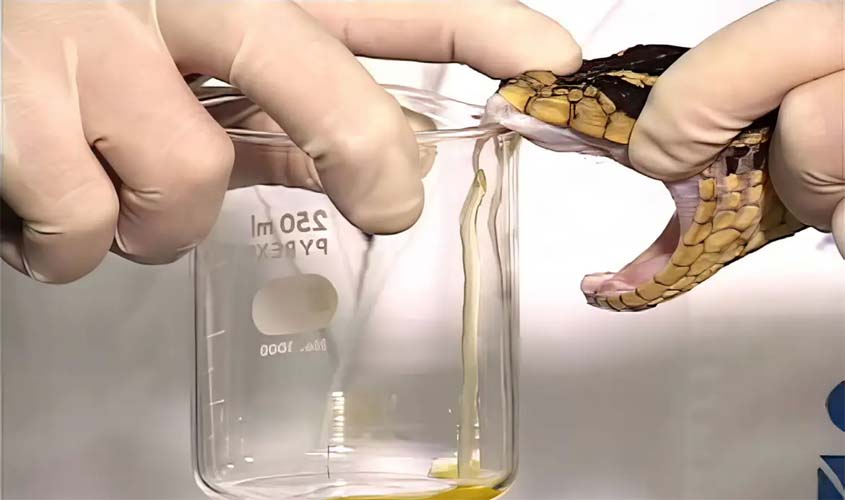 Saúde altera distribuição de soro antiofídico em terras indígenas