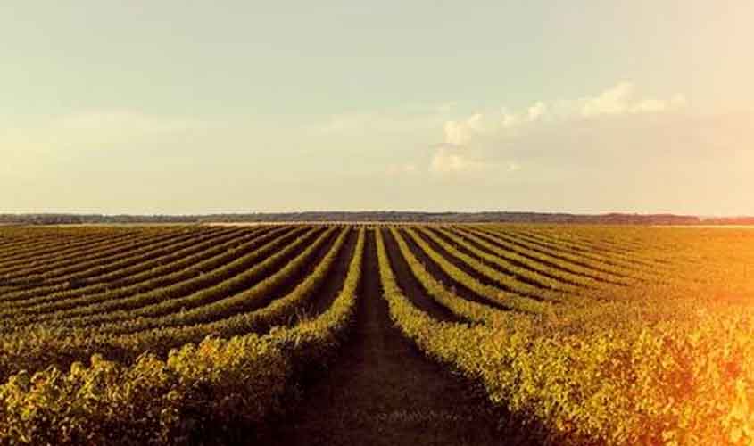 Soja em queda no Paraná