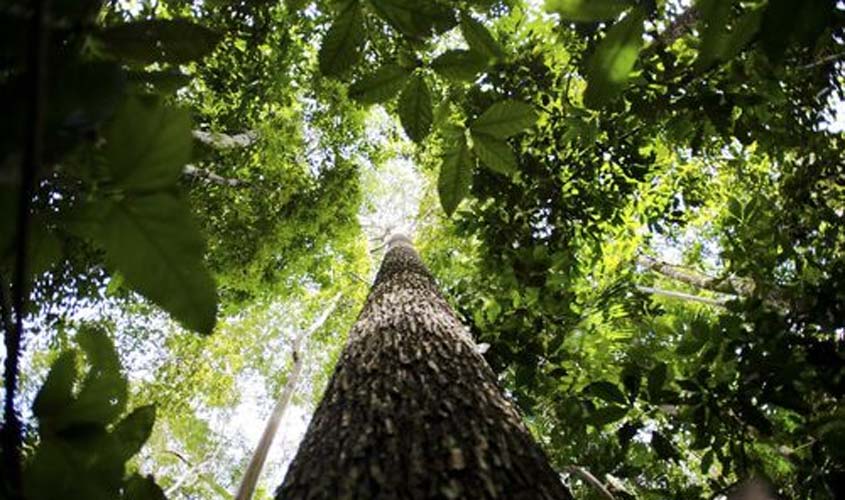 Lei que simplifica concessões florestais é sancionada