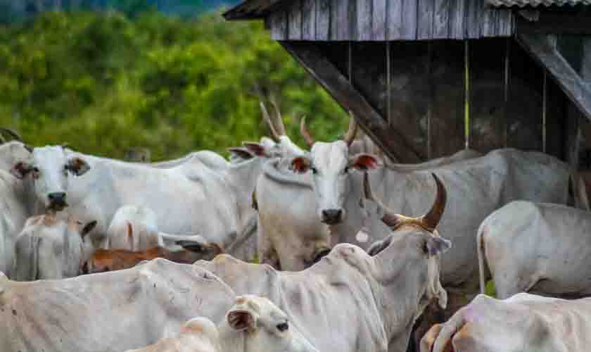 Idaron e serviço veterinário da Bolívia fiscalizam fronteira para garantir sanidade do rebanho de Rondônia