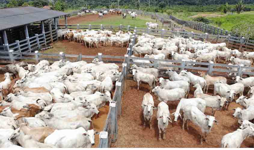 Teste epidemiológico para avaliar prevalência da Brucelose e Tuberculose bovina inicia dia 1º de agosto, em Rondônia