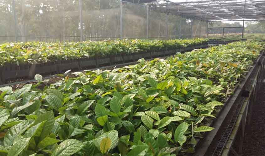 Ação de combate ao nematoide amplia produção de mudas e impulsiona a cafeicultura em Rondônia