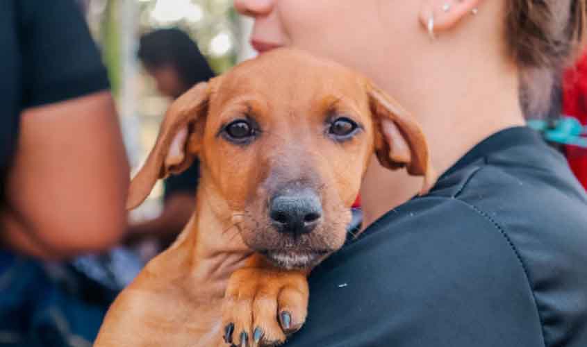 Fiscalização Ambiental zera estoque de denúncias por maus-tratos a animais em Porto Velho