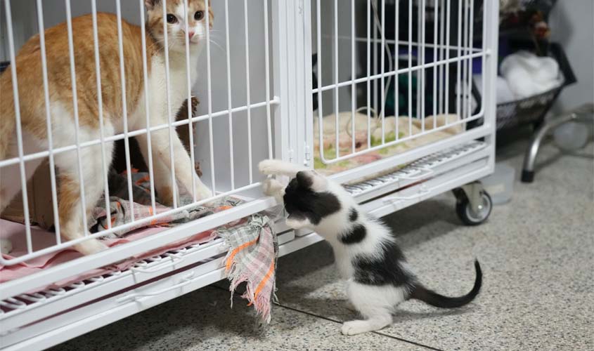 Clínica do Bem-Estar Animal amplia atendimentos e adoções