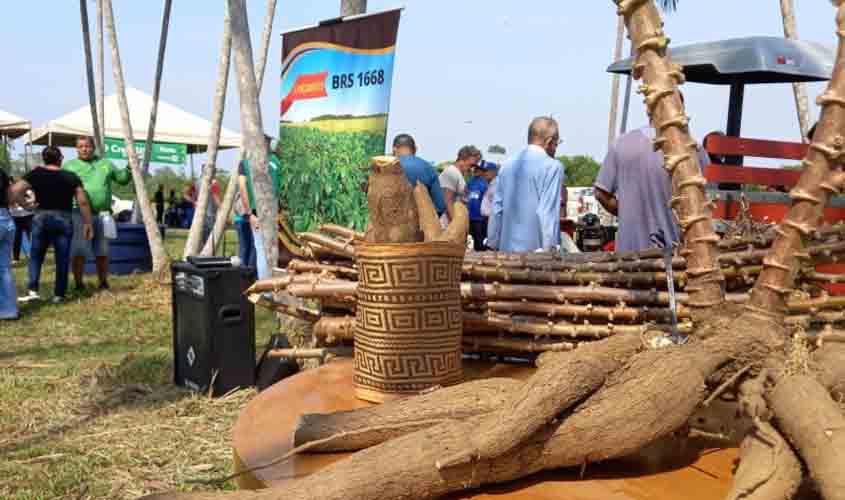 Dia de Campo de Mandioca acontece na sexta-feira (1º)