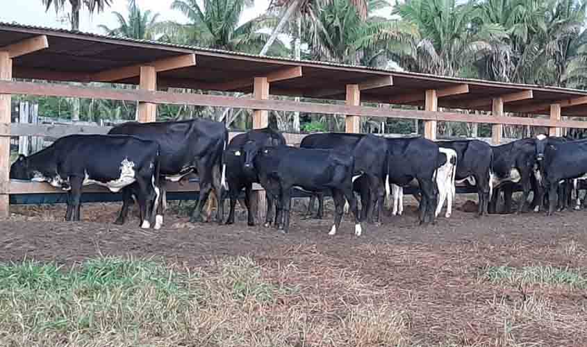 Declaração de rebanhos feita a partir de novembro tem que indicar quantidade de animais para corte e leite