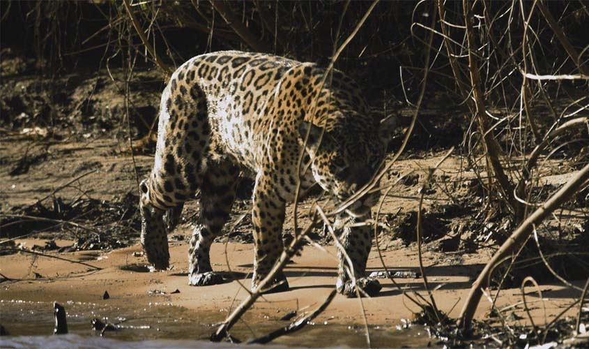 Pantanal, Patrimônio da UNESCO, vira exposição em NY