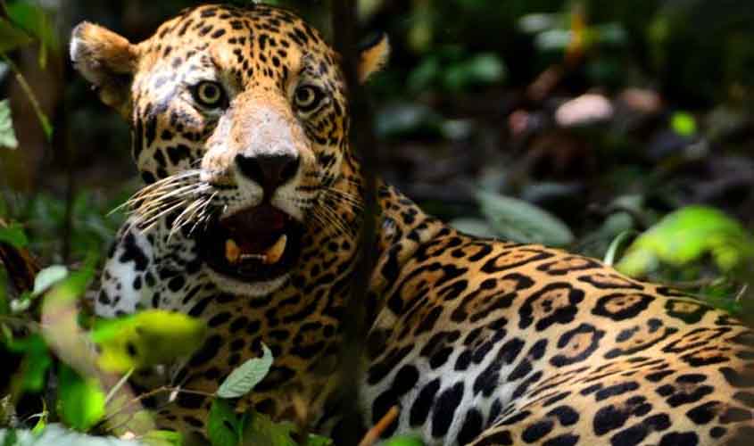 No Dia Nacional da Onça-pintada, conheça dez curiosidades do maior felino das Américas