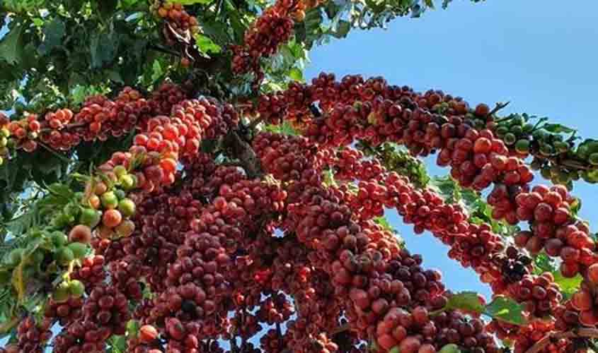 Café arábica tem alta e saca de 60 kg custa R$ 2.090,65