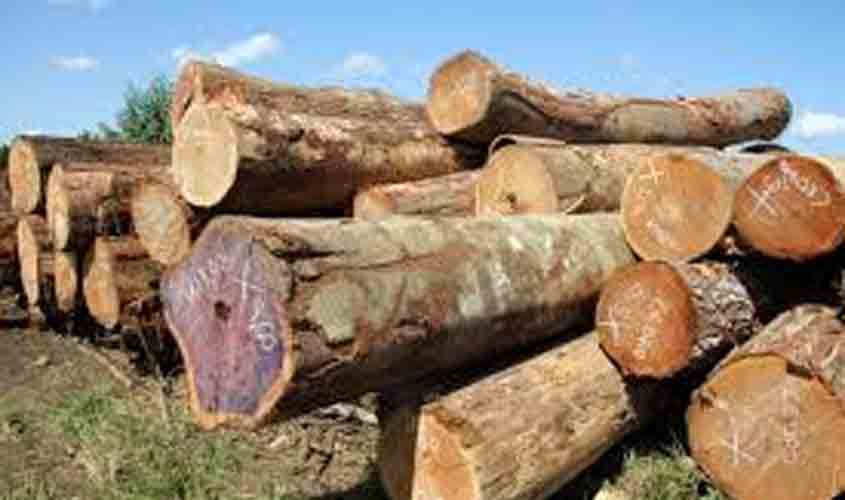 Período de restrição da extração de madeira dos projetos de manejo sustentável entra em vigor em 1º de janeiro de 2021