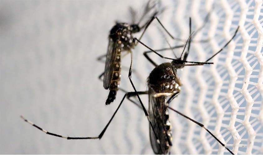 Com nova 'fábrica de Aedes aegypti', Brasil ampliará combate a doenças