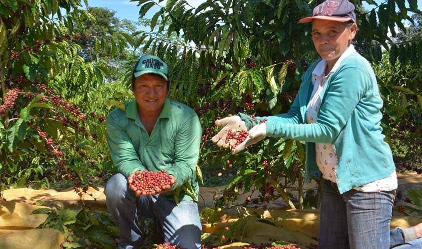 Pesquisa ajuda indígenas a produzir café com qualidade