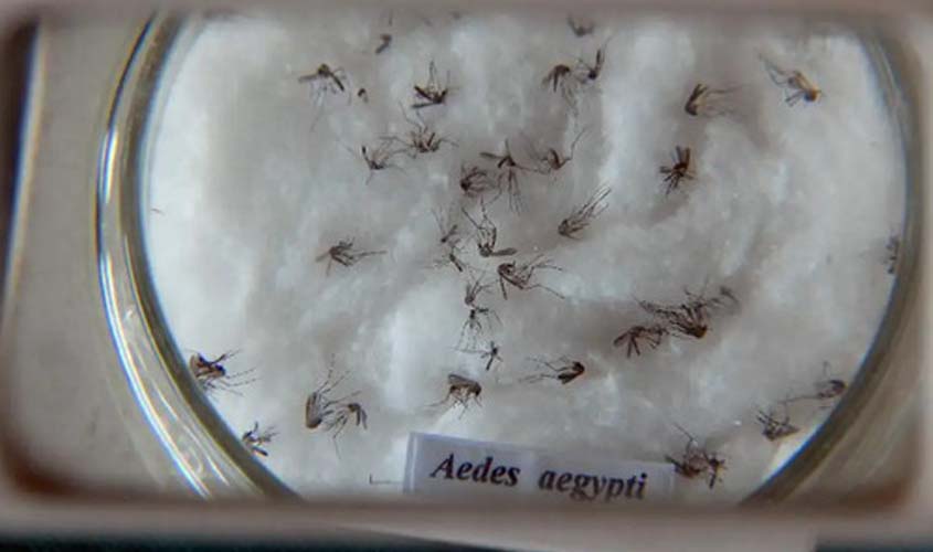 Em meio à epidemia de dengue, Ministério da Saúde inaugura biofábrica de mosquitos não transmissores de vírus