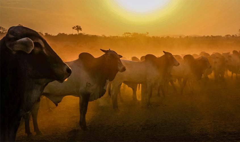 Idaron reforça que prazo para a entrega da declaração do rebanho rondoniense encerra nesta terça-feira