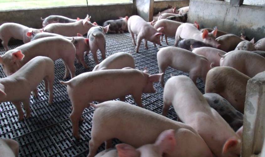 Criadores de suínos, ovinos e caprinos devem cadastrar rebanhos na Idaron a partir de agosto
