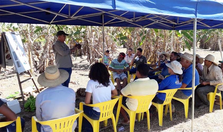 Embrapa estimula a elevação do padrão tecnológico da produção de banana em Rondônia