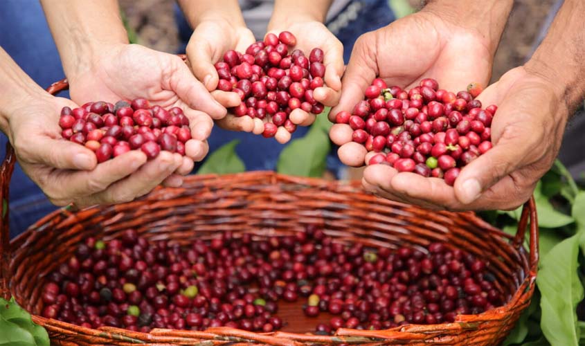 Produtores rondonienses de Café Robustas Amazônicos apresentam produtos a compradores de 11 países