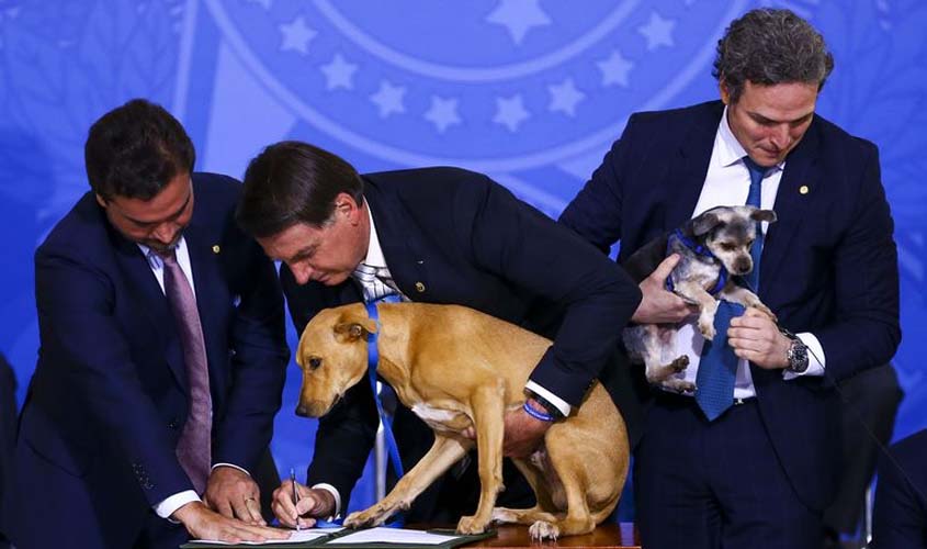 Lei sancionada aumenta pena para maus-tratos a cães e gatos 