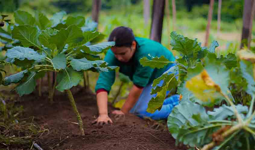 Últimos dias para projetos de agricultura sustentável em Rondônia concorrerem a até R$ 900 mil em investimentos