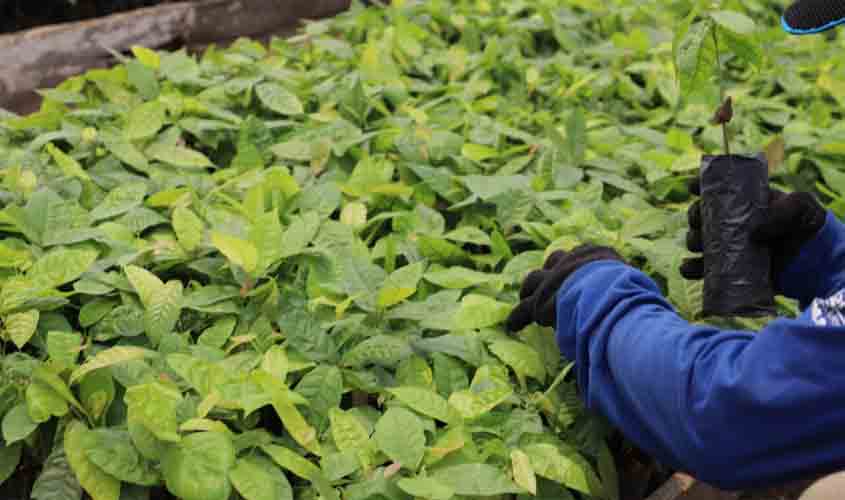 18 mil mudas de cacau e café são cultivadas por reeducandos na Fazenda Futuro