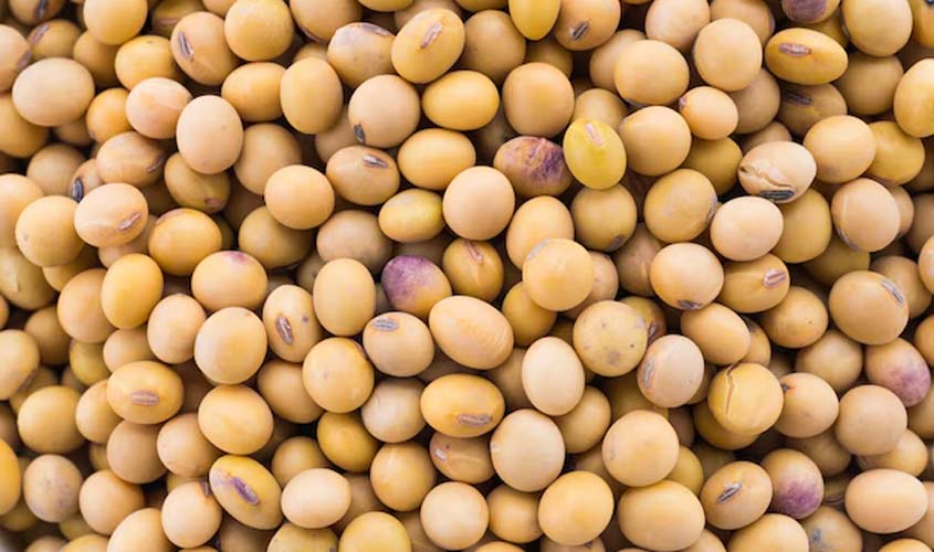 Soja e trigo hoje: confira as cotações para terça-feira (30)